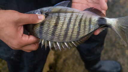 pictures of a fish caught on the sea