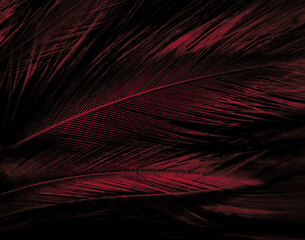 Beautiful abstract red feathers on dark background and black feather texture on red pattern and red background, pink feather wallpaper, love theme, wedding valentines day