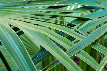 Naklejka na ściany i meble Subtropical Palm Leaves Interlace To Form An Attractive Patterned Flora Background Image.