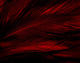 Beautiful abstract red feathers on dark background and black feather texture on red pattern and red...