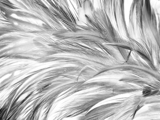 Fototapety  Beautiful abstract black feathers on white background and soft white feather texture on white pattern, dark theme wallpaper, gray feather background, black banners