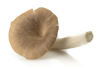 Angel mushroom (Pleurotus pulmonarius, Indian Oyster, Phoenix Mushroom, Lung Oyster) isolated on white background