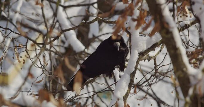 Crow sitting on a snow-covered branch. Bird in the winter park