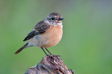 beautiful brown bird with banded head and wings perching on wooden log over clean background in meadow field
