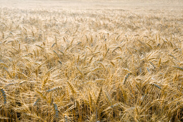 Golden wheat field