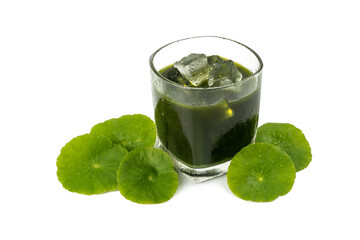 Gotu kola juice, Asiatic Leaf Herb, indian pennywort, centella asiatica, isolated on white background. beverage herbal medicine inhibited or slowed growth of cancer cells Help prevent cancer