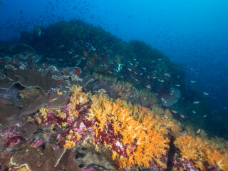 Fototapeta na wymiar Underwater pinnacle fully covered with corals (Mergui archipelago, Myanmar)