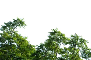 Tropical tree leaves on white isolated background for green foliage backdrop 
