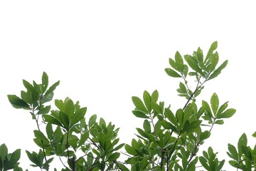 Tropical tree leaves on white isolated background for green foliage backdrop 