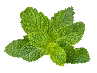fresh raw mint leaves (Melissa officinalis) isolated on white background