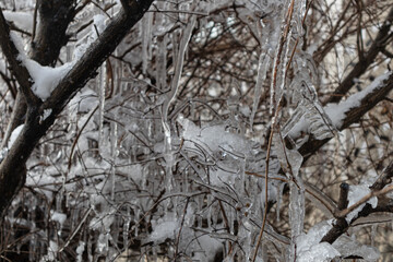 bush branches in ice winter selective focus