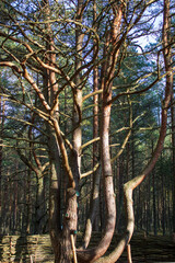 Fototapeta premium tree in the forest