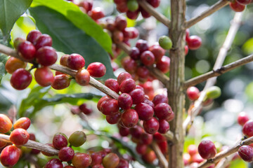 Ripe Red coffee bean berry plant fresh seed coffee tree growth in green eco organic farm. Close up red ripe seed robusta arabica berries harvest for coffee garden. Fresh coffee bean green leaf bush