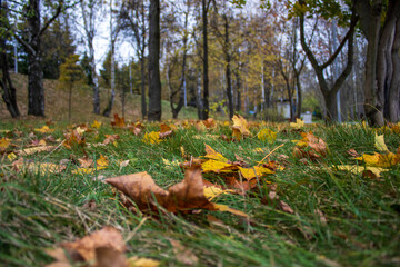 autumn leaves in the park