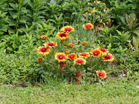 Gro&szlig;blumige Kokardenblumen oder Gaillardia x grandiflora. Ein Bl&uuml;tenmeer so wunderbar in Gelb und Rot  an denen Bienen und Hummeln kann auf Nektar sammeln