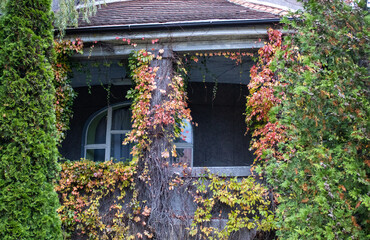 old window with ivy