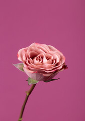 Beautiful double-cored rose on the purple background
