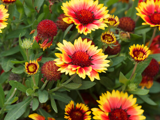 Großblumige Kokardenblume oder Gaillardia x grandiflora. Ein Blütenmeer so wunderbar in Gelb und...