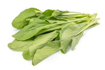 Choy Sum or Chinese Cabbage isolated on white background