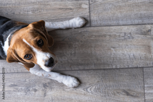 Fototapete Beagle Dog Lies On A Wooden Floor And Looks Up Empty Space On The Right Background Jemar Villarta Eyeem