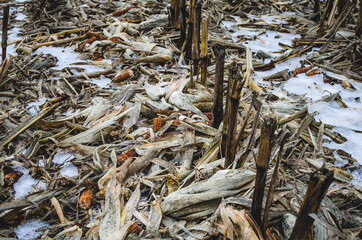 Golden brown corn stalks, stubble and corn debris. Cornfield in early winter