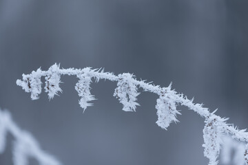 Eiskristalle am Zweig freigestellt 