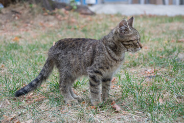 Beautiful playful stray cat chasing something outdoors, homeless animal, cute small street kitty, striped cat with beautiful eyes