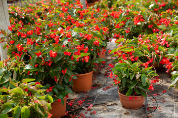 Fototapeta na wymiar Rows of pots with flowering red begonia semperflorens cultivated in modern hothouse