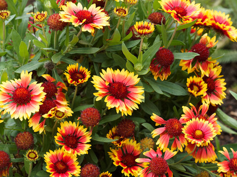 Gro&szlig;blumige Kokardenblume oder Gaillardia x grandiflora. Klein Staude mit zweifarbigen Bl&uuml;ten, rot mit gelben Rand &uuml;ber lanzettlich, abgerundet, ganzrandig, fein behaart und dunkelgr&uuml;n Bl&auml;tter