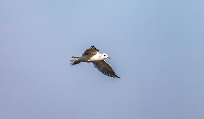 Bird river gull close-up on the background of the blue sky in summer