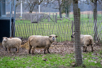 sheep and lambs