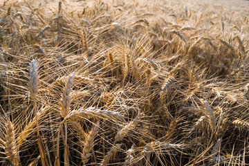 Wheat ears in the field