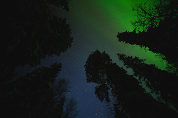Fototapeta na wymiar Northern lights over a deep winter forest
