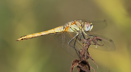 Frühe Heidelibelle - Red-veined Darter