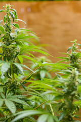 Vertical shot of cannabis plants in a garden