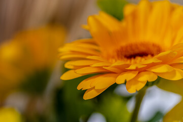 Beautiful orange Gerber flower close-up.