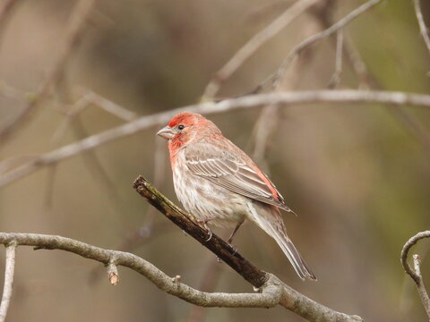 Red Headed House Finch Perched On Branch