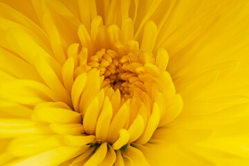 A yellow chrysanthemum flower close-up.