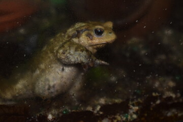 Young common toad inside a terrarium, behind a glass