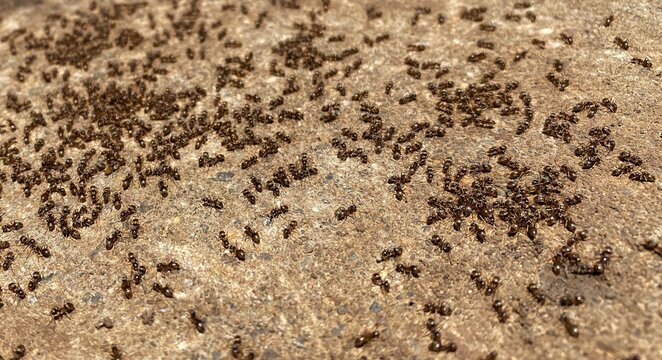 Ants Crawling On A Rock