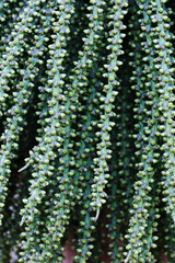 Green palm fruit on the tree