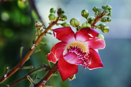 Cannonball flower on the tree