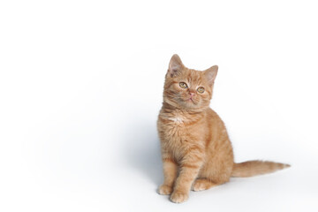 Little red kitten sitting isolated on white background.