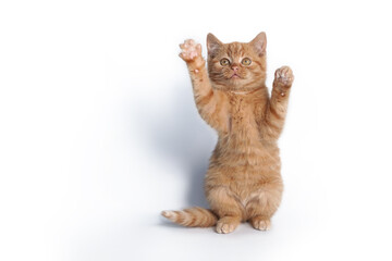 A small ginger cat stands on its hind legs and waves its paw isolated on a white background.