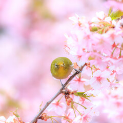 Spring Cherry Blossom Scene in Kyoto Japan