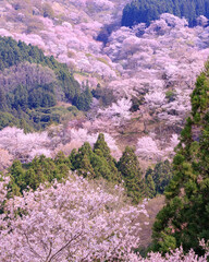 Spring Cherry Blossom Scene in Kyoto Japan