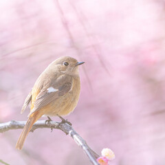 Spring Cherry Blossom Scene in Kyoto Japan