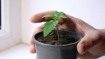 hand placing a container with a sprout on the windowsill, growing marijuana for medical use, legalized drugs, young cannabis plant on the window, spring seedlings at home