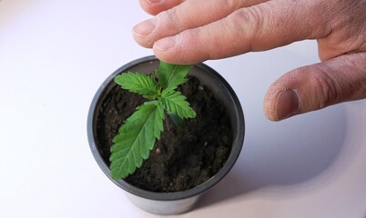 hand stroking a young plant growing in a container on a white surface, care of vegetation, spring care for seedlings, a sprout of marijuana under the gentle palm of a person, harmony of man and nature