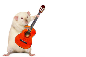 funny cute rat musician playing guitar on white background